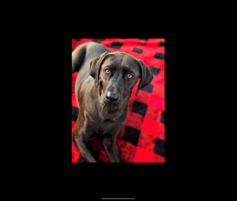 Photo of Hazel, a Labrador Retriever, Redbone Coonhound, and Llewellin Setter mix in Lawrenceburg, Tennessee, USA
