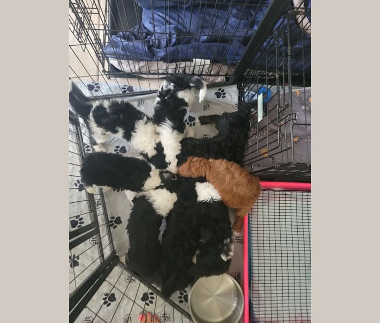 George, a Bernedoodle tested with EmbarkVet.com