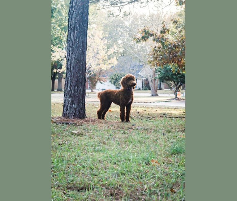 Photo of Rowdy, a Poodle (Standard)  in Tulsa, Oklahoma, USA