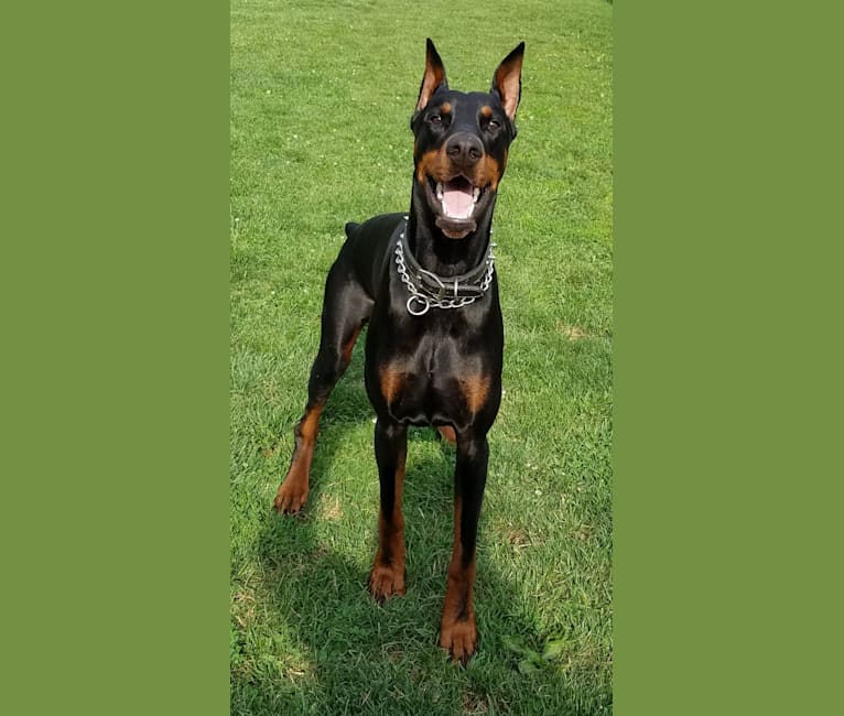 Photo of Sirus Lee Nitro, a Doberman Pinscher  in Coshocton, OH, USA
