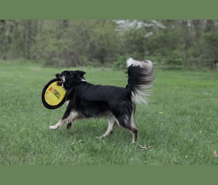 Cooper, an English Shepherd and Pomeranian mix tested with EmbarkVet.com