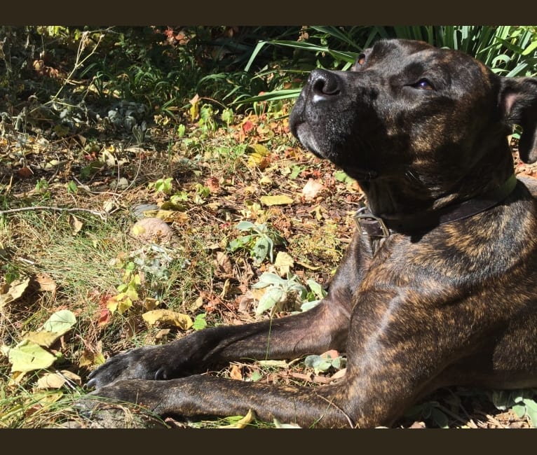 Abigail, a Perro de Presa Canario and American Pit Bull Terrier mix tested with EmbarkVet.com