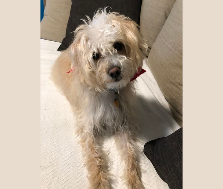 Miniature pinscher bichon frise mix on sale