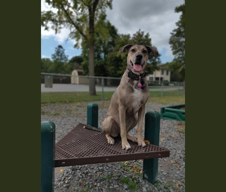 Photo of Kaya Rose, a Great Dane, Labrador Retriever, German Shepherd Dog, Black and Tan Coonhound, and Doberman Pinscher mix in Benton, Kentucky, USA