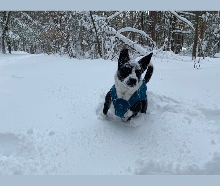 Photo of Darby, an Australian Cattle Dog and American Pit Bull Terrier mix in Boston, MA, USA