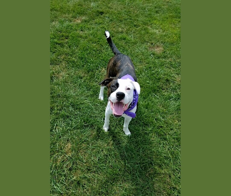 Roxie, a Boxer and Labrador Retriever mix tested with EmbarkVet.com