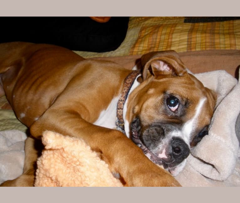 Photo of Roxy, a Boxer  in Pennsylvania, USA