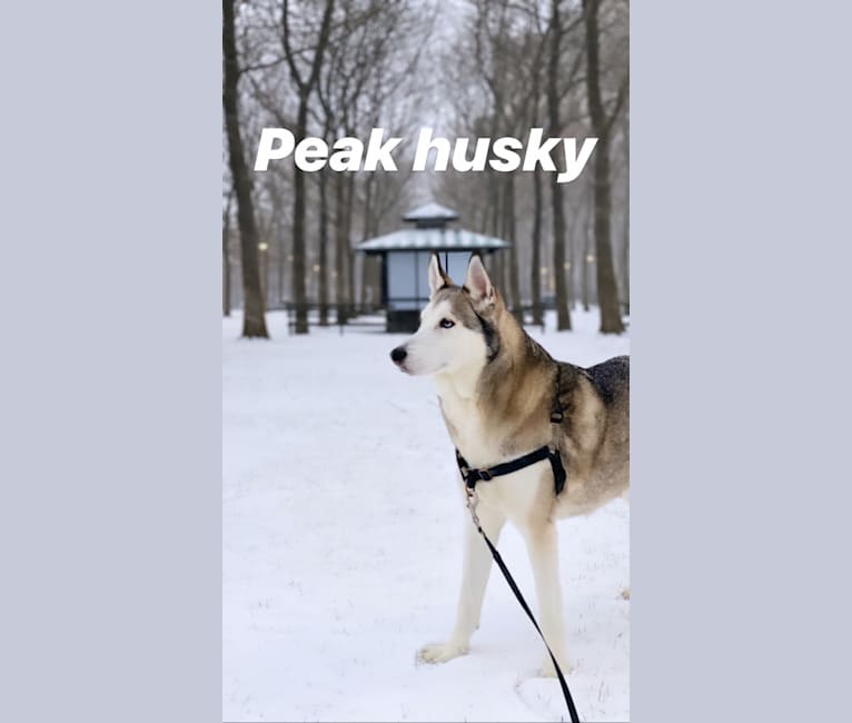JJ, a Siberian Husky and Alaskan Malamute mix tested with EmbarkVet.com