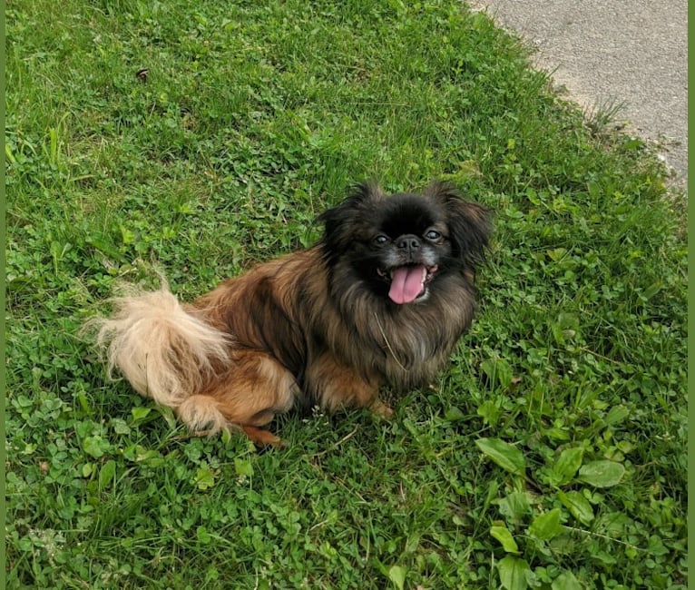 Rango, a Tibetan Spaniel and Papillon mix tested with EmbarkVet.com