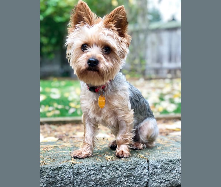 Teddy, a Yorkshire Terrier tested with EmbarkVet.com