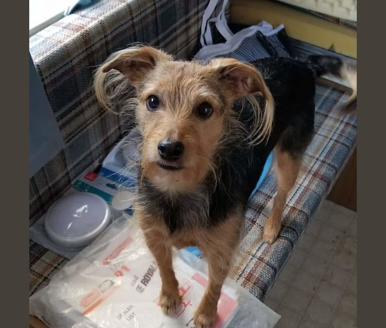 Manchester terrier poodle mix shop