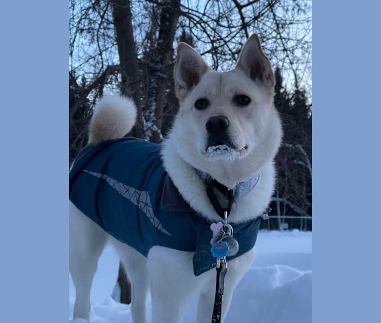 Nala, a Labrador Retriever and Chow Chow mix tested with EmbarkVet.com
