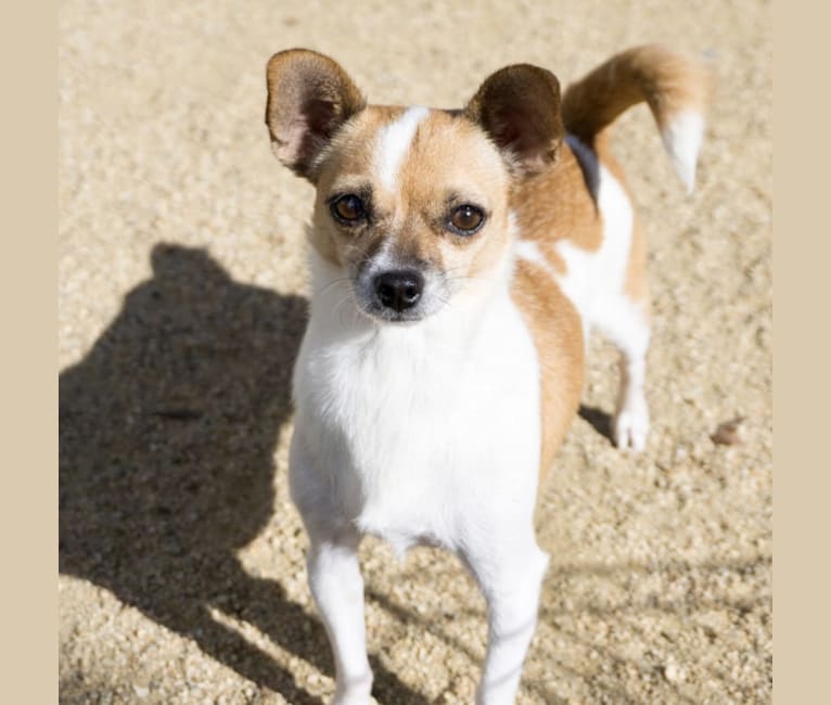 Peach, a Chihuahua and Poodle (Small) mix tested with EmbarkVet.com