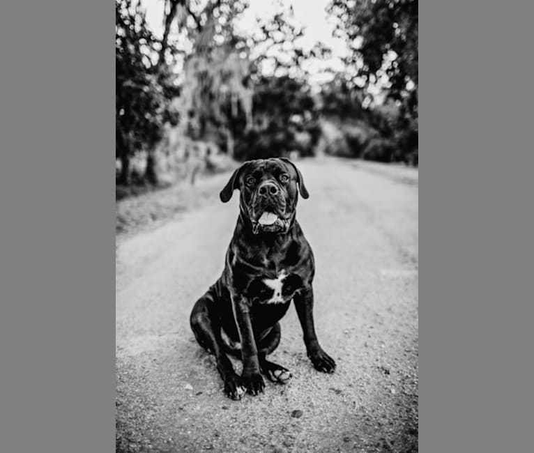 Photo of Griffin, a Boerboel  in Pennsylvania, USA