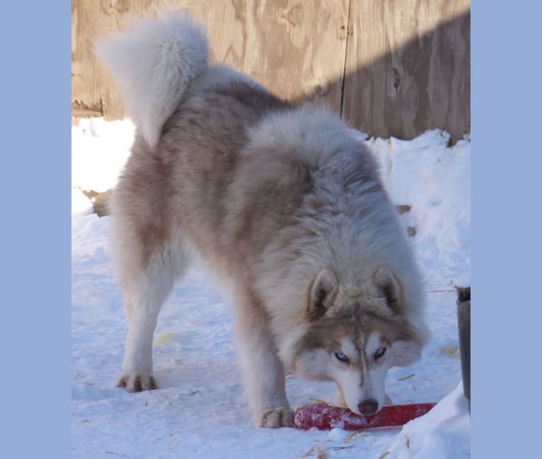 Photo of "SAKARI" SUNSHINE SAKARI, a Siberian Husky  in Michigan, USA