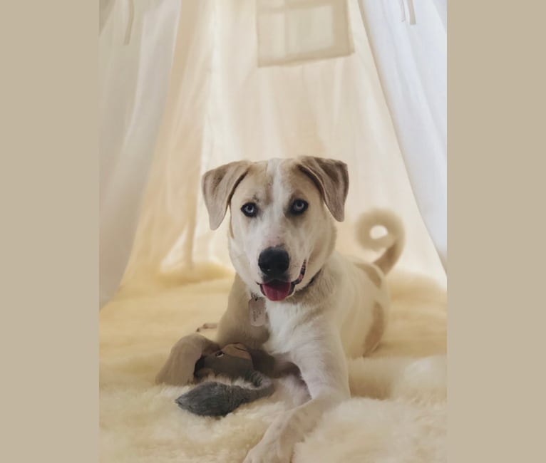 Hank, a Great Pyrenees and Catahoula Leopard Dog mix tested with EmbarkVet.com
