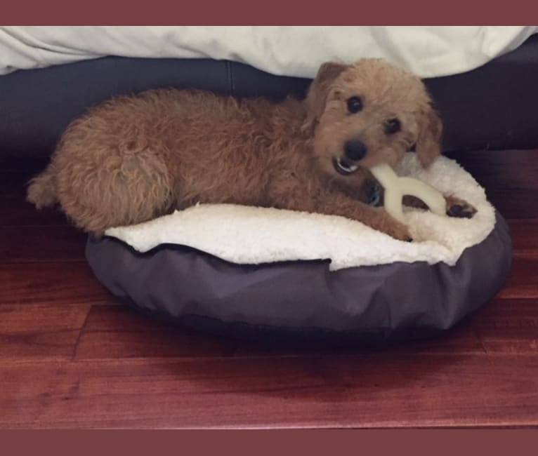 Chewy, a Dachshund and Poodle (Small) mix tested with EmbarkVet.com