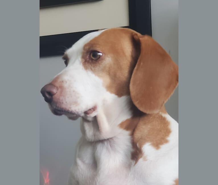 Harley, a Beagle tested with EmbarkVet.com