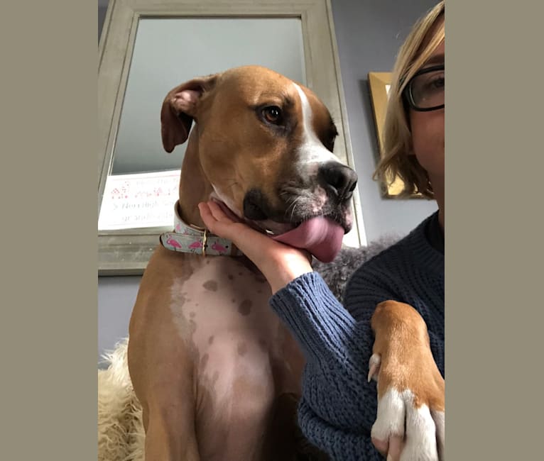 embark dog dna test breed