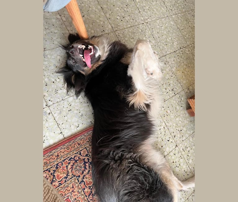 Baloo, an Arabian Village Dog tested with EmbarkVet.com