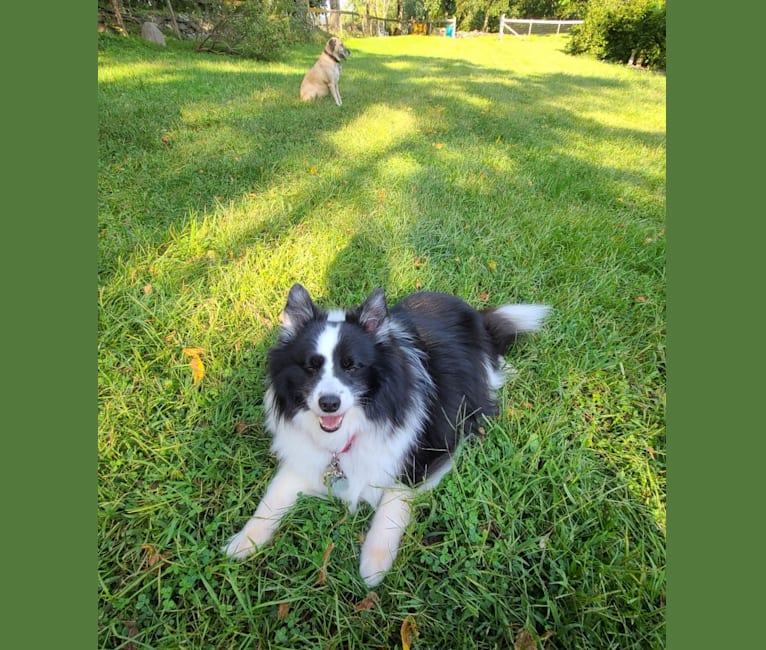 Rocko, an American Eskimo Dog and Shetland Sheepdog mix tested with EmbarkVet.com