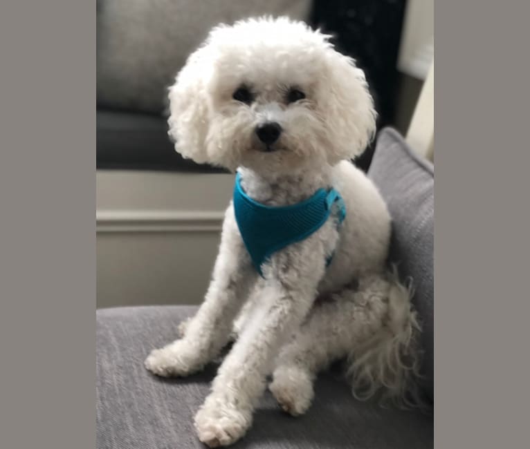 Peyton, a Poodle (Small) tested with EmbarkVet.com