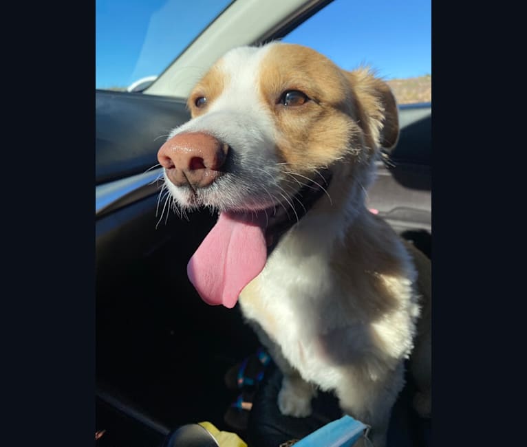 Photo of Bao, a Russell-type Terrier, German Shepherd Dog, Beagle, Golden Retriever, Boxer, and Mixed mix in San Diego, California, USA