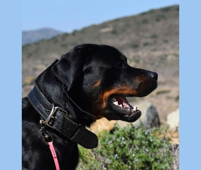 Photo of Wüstenhaus Samson, a Rottweiler  in San Diego, CA, USA
