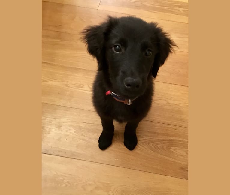 border collie flat coat retriever mix