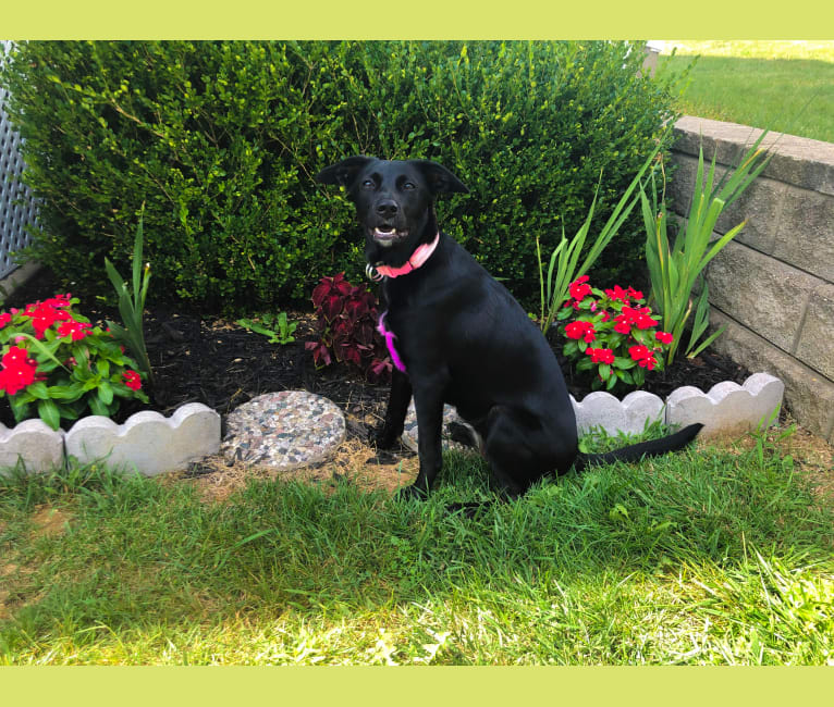 Nala, a Border Collie and American Pit Bull Terrier mix tested with EmbarkVet.com