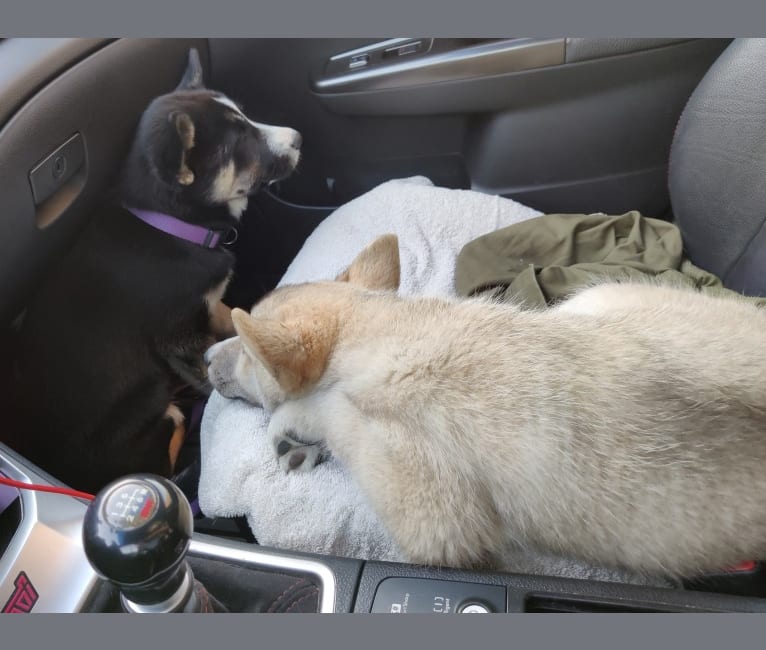 Zima, a Siberian Husky and German Shepherd Dog mix tested with EmbarkVet.com