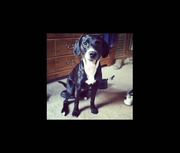 Tucker, a Labrador Retriever and American Staffordshire Terrier mix tested with EmbarkVet.com