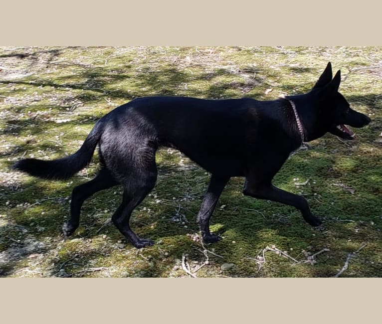 Nyx, a German Shepherd Dog and Border Collie mix tested with EmbarkVet.com