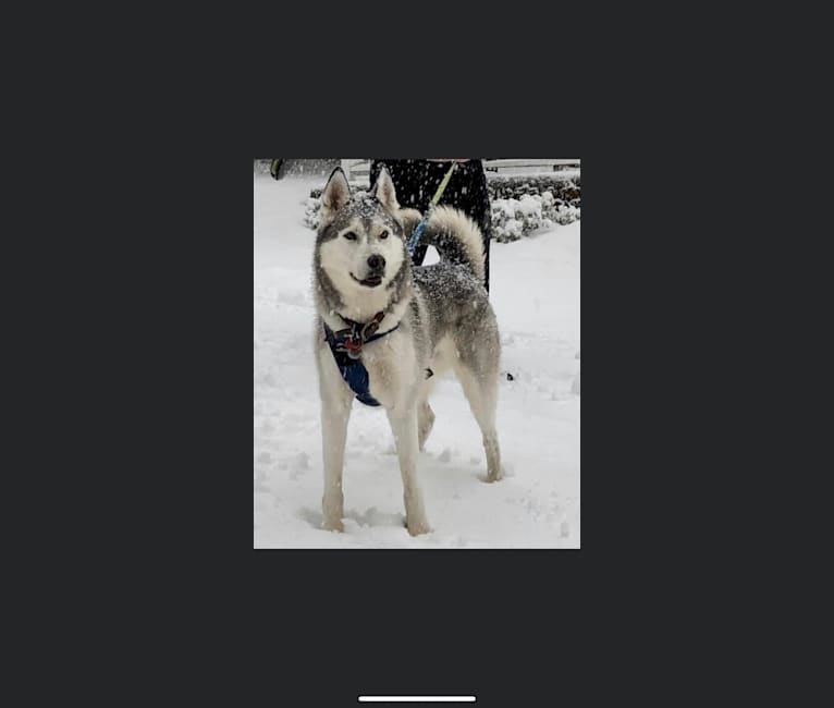 Buck, a Siberian Husky and German Shepherd Dog mix tested with EmbarkVet.com