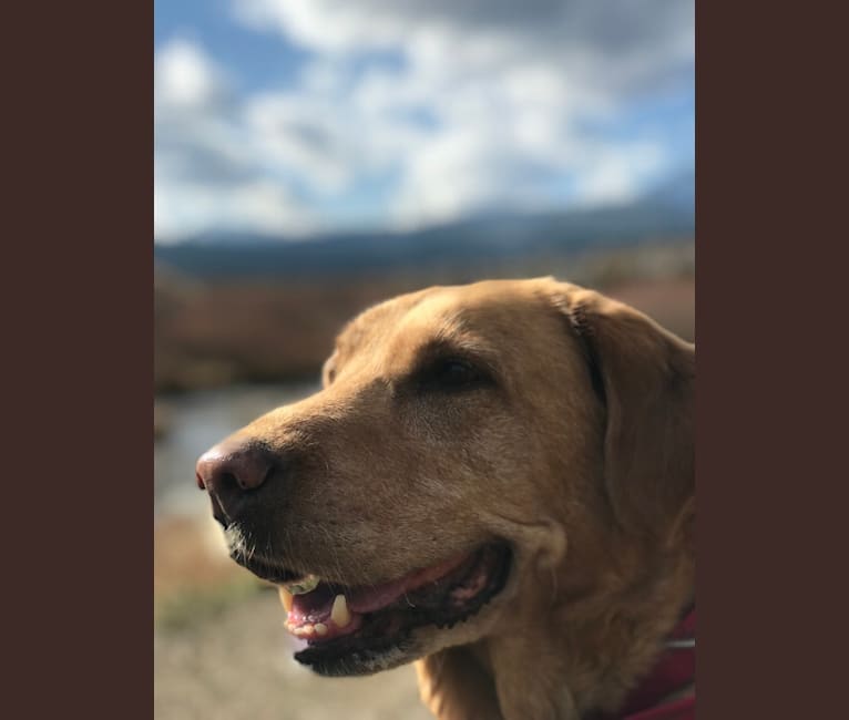 Ruby, a Labrador Retriever tested with EmbarkVet.com
