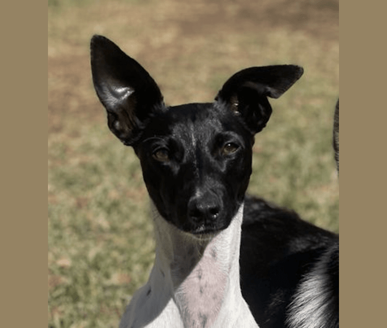 Photo of Remy, a Whippet, Border Collie, and Border Terrier mix in Pahrump, NV, USA