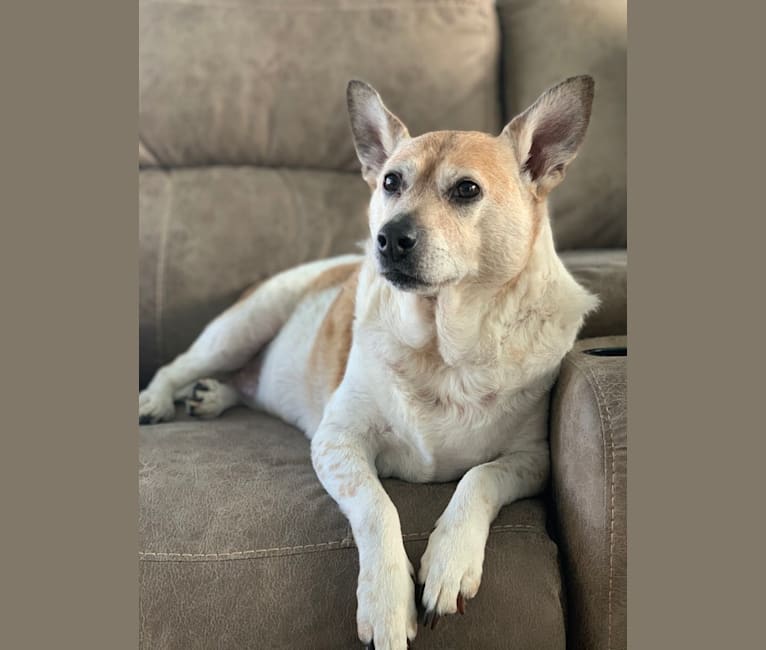 Photo of Sammy, an Australian Cattle Dog, Pug, and Mixed mix in Gonzales, Louisiana, USA