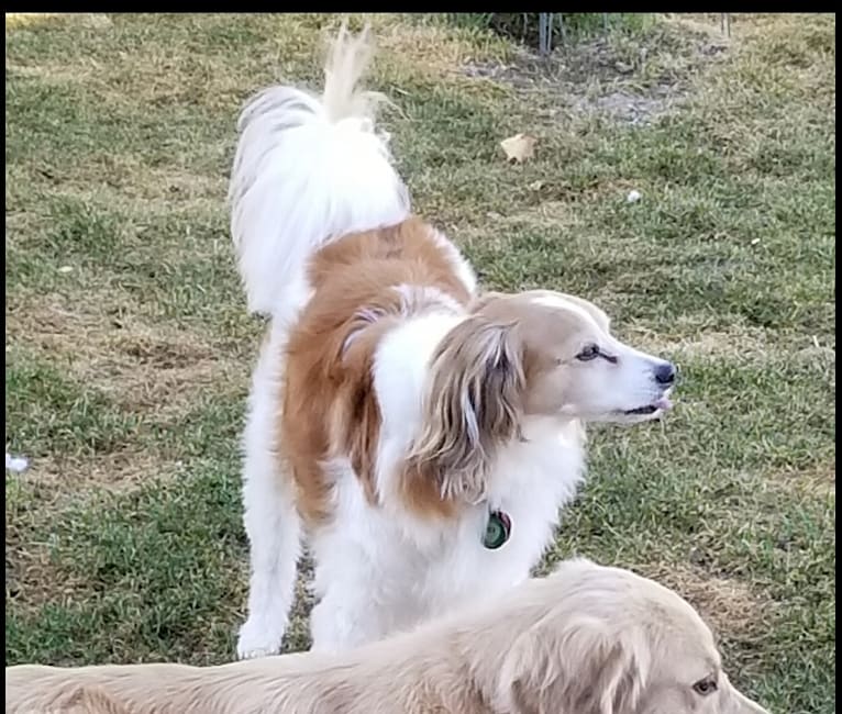 Photo of Andy, a Cocker Spaniel, Chihuahua, Poodle (Small), and Mixed mix in Wenatchee, Washington, USA