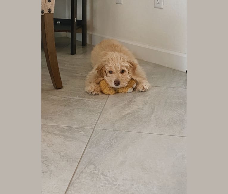 Kiko, a Poodle (Small) and Golden Retriever mix tested with EmbarkVet.com