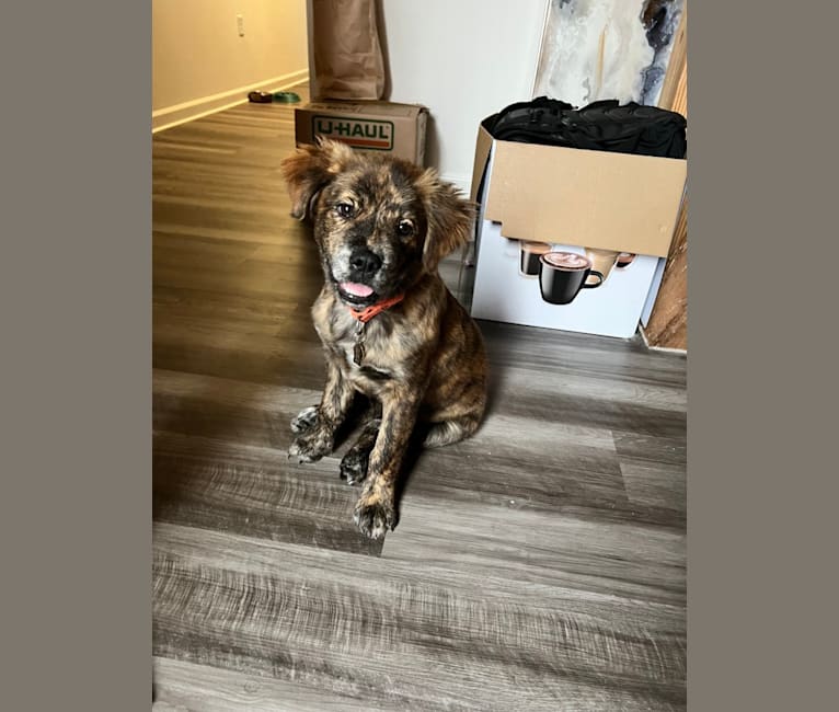 Rudder, a Labrador Retriever and Chow Chow mix tested with EmbarkVet.com