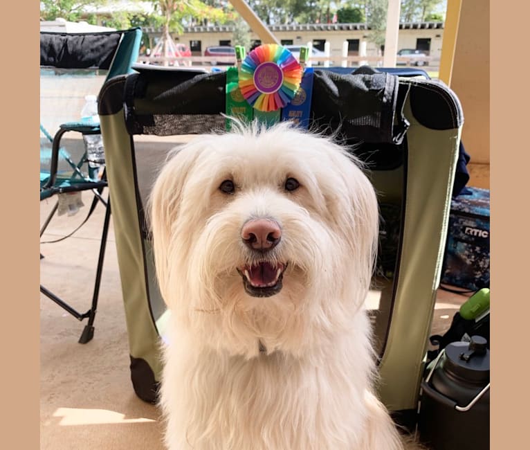 Embark Dog DNA Test Breed