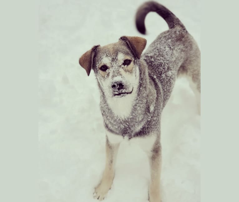 Photo of Timber, a Siberian Husky, American Bulldog, Bichon Frise, German Shepherd Dog, Pomeranian, and Mixed mix in Manitoba, Canada