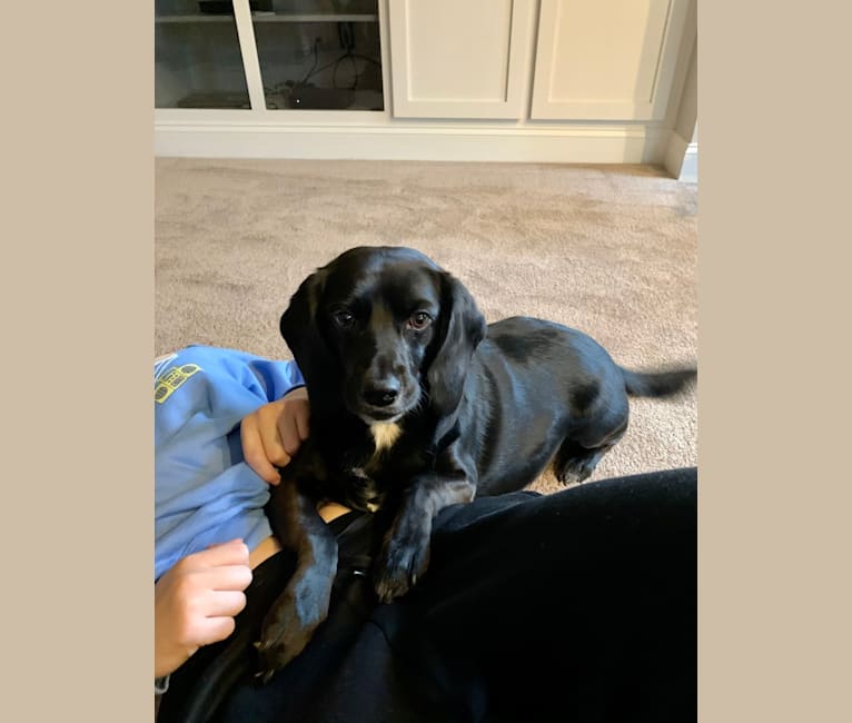 Embark Dog DNA Test Breed