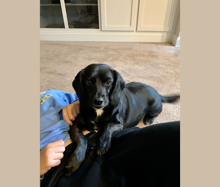 Gus, a Beagle and Cocker Spaniel mix tested with EmbarkVet.com