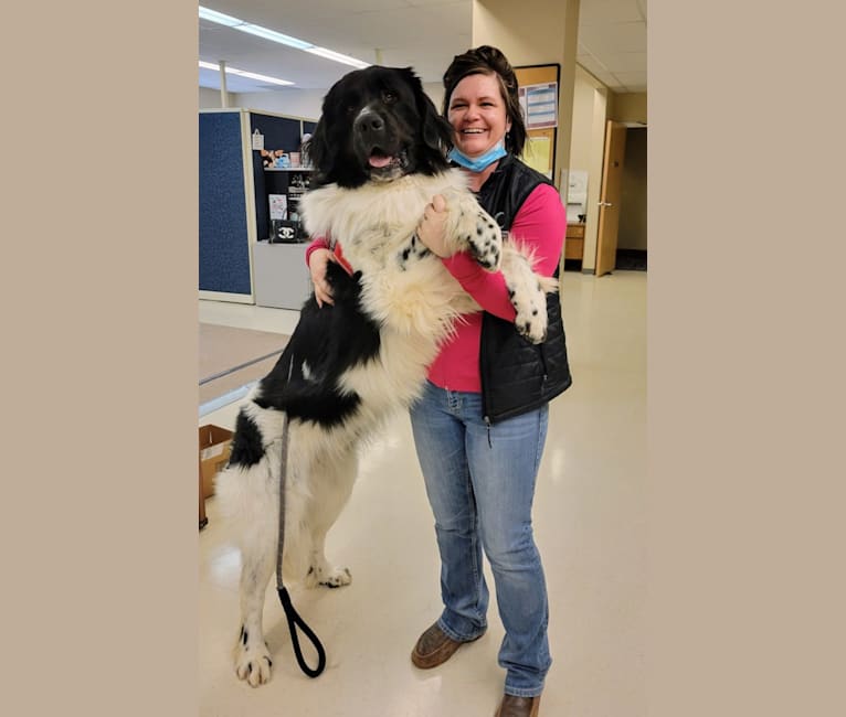 Newfoundland great pyrenees discount mix for sale
