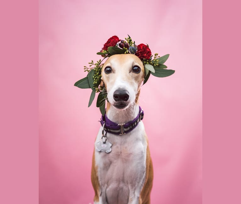 Pixie, a Whippet tested with EmbarkVet.com