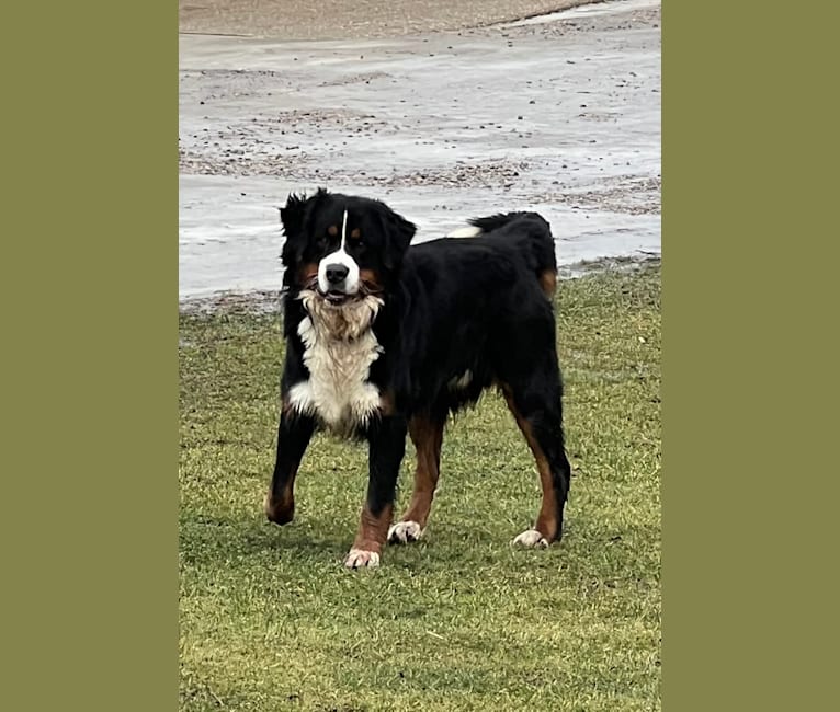 Milo, a Bernese Mountain Dog tested with EmbarkVet.com