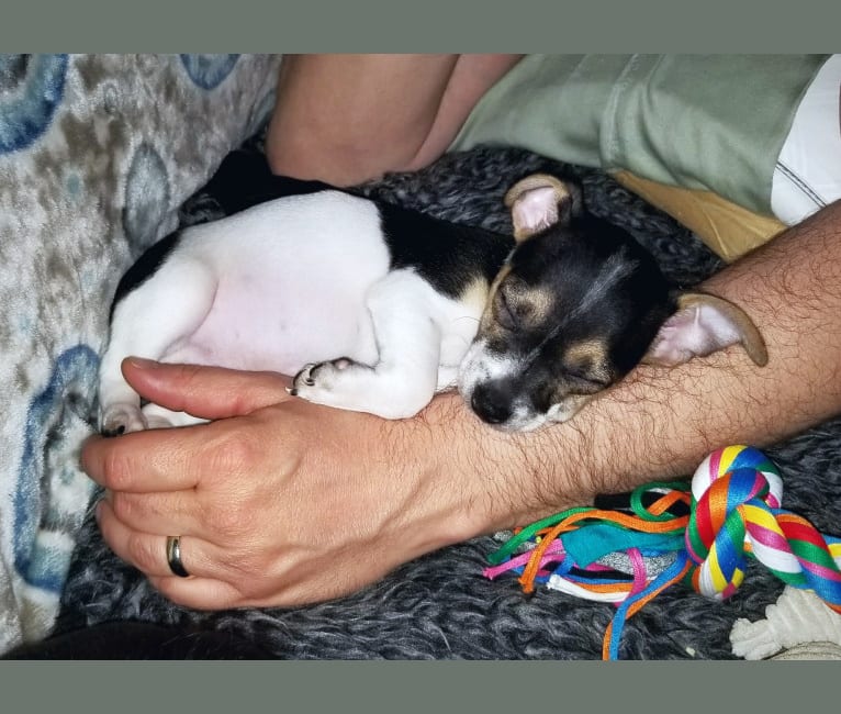 Photo of Jake, a Chihuahua, Dachshund, American Eskimo Dog, and Mixed mix