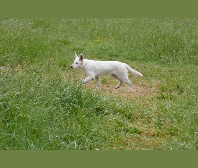 ALPINE VON WHITE NOBLESS, a White Shepherd tested with EmbarkVet.com