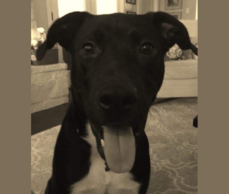 Baxter, a Staffordshire Terrier and Labrador Retriever mix tested with EmbarkVet.com